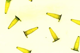 Several yellow centrifuge tubes are scattered randomly across a light background. The tubes are slightly translucent and have dark green caps. The arrangement gives an abstract, scientific feel with focus on laboratory equipment.