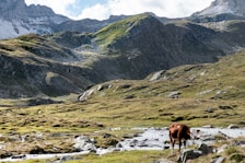 brown horse on green grass field near mountain during daytime