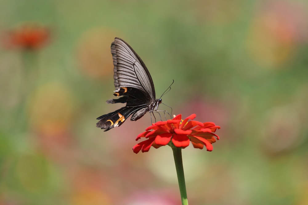 black and white butterfly on red flower