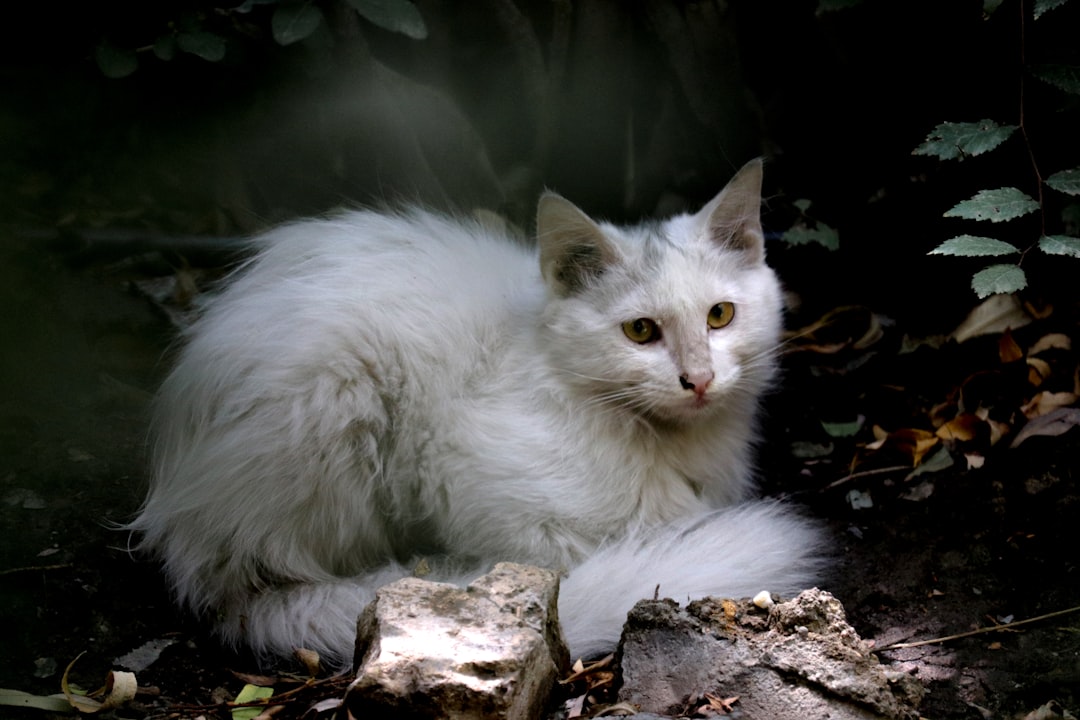 white long fur cat on brown tree log