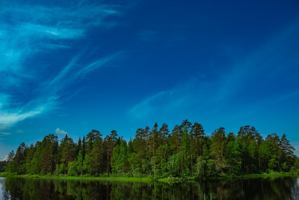 green trees beside river under blue sky during daytime