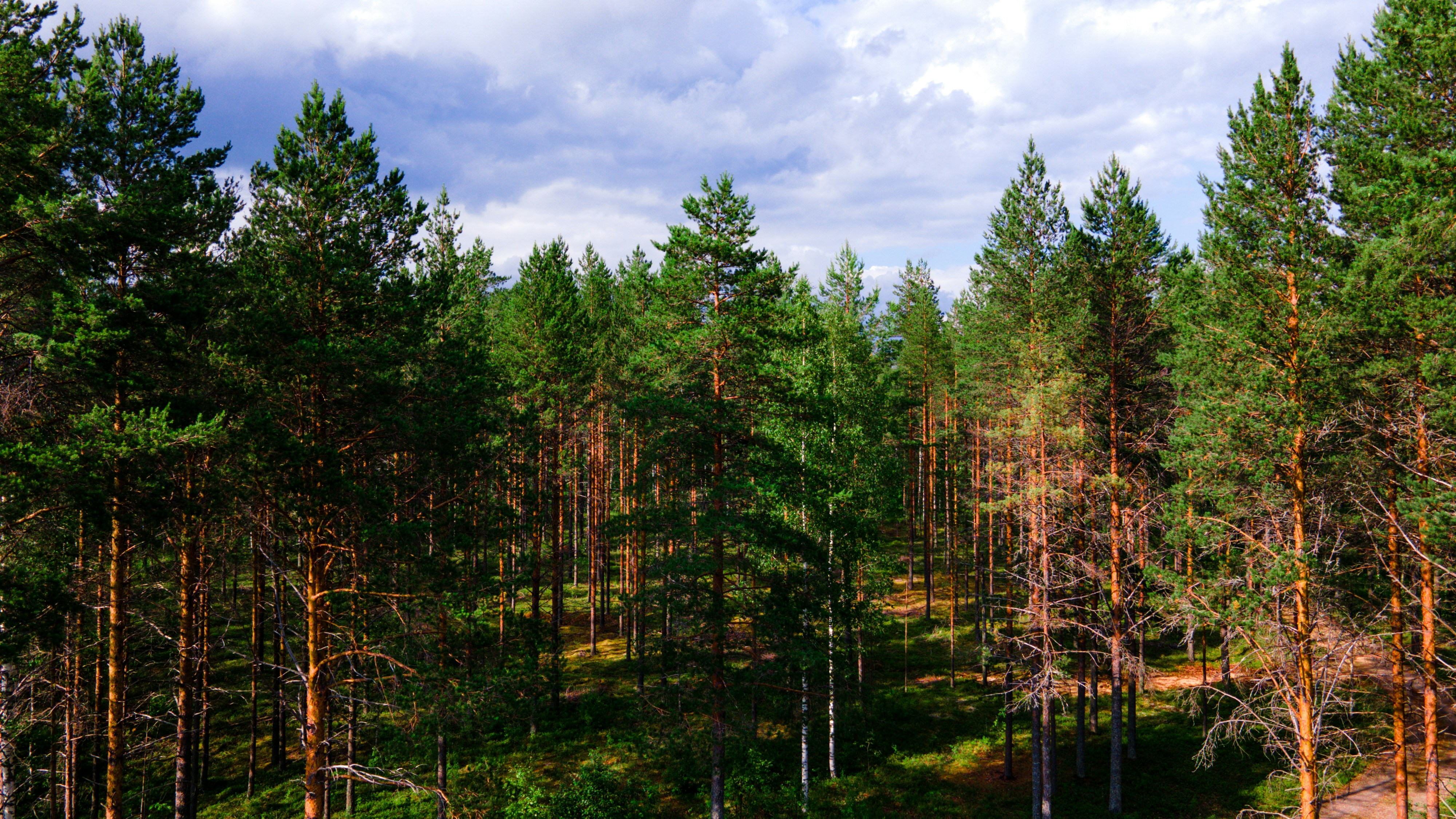 Drone view of a typical finnish forest on country side