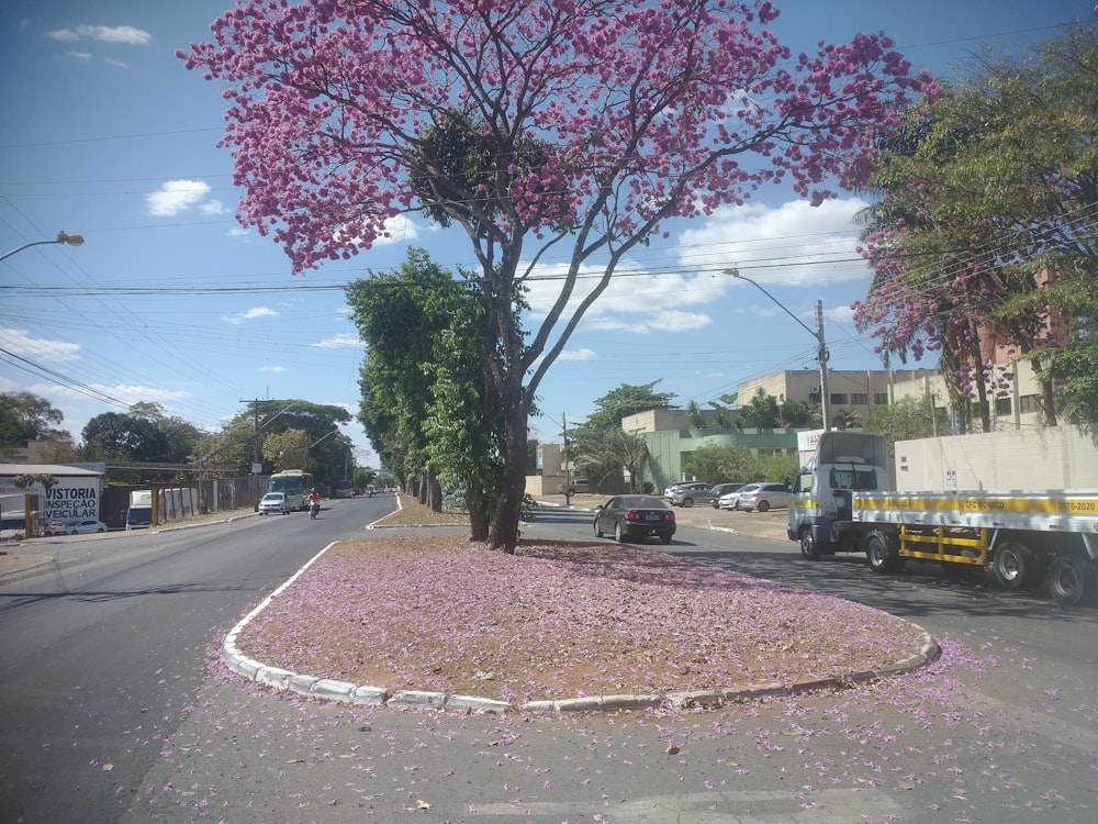 pink leaf tree on sidewalk during daytime