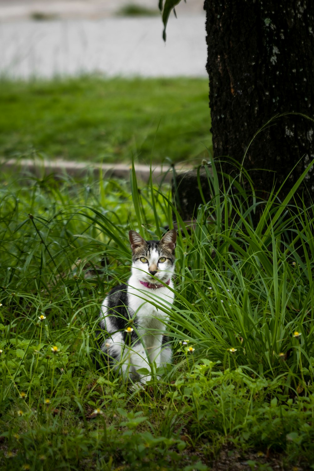 white and black cat on green grass field during daytime