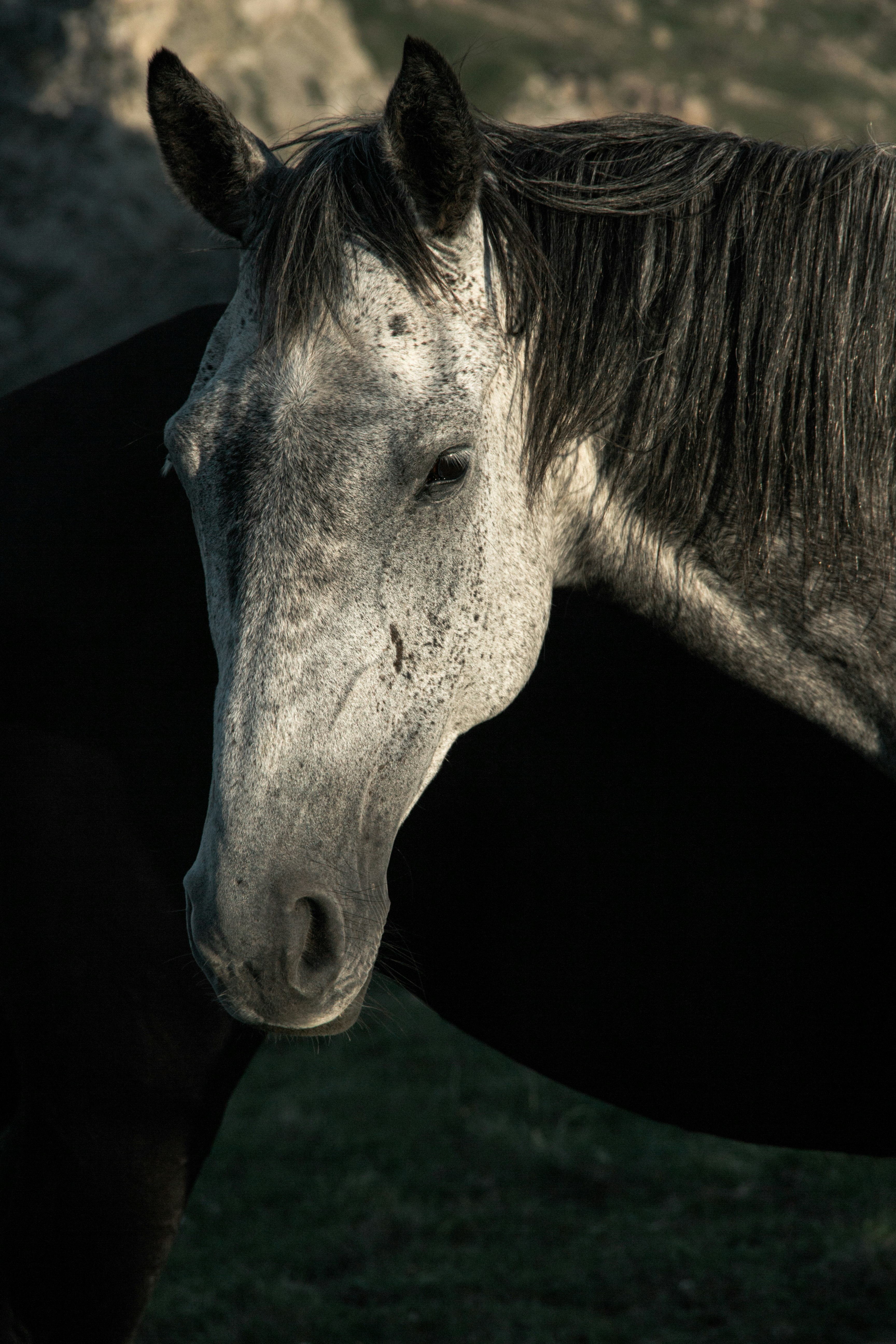 grey horse with black background