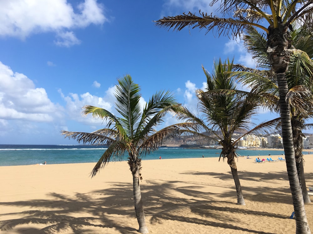 palm tree on beach during daytime