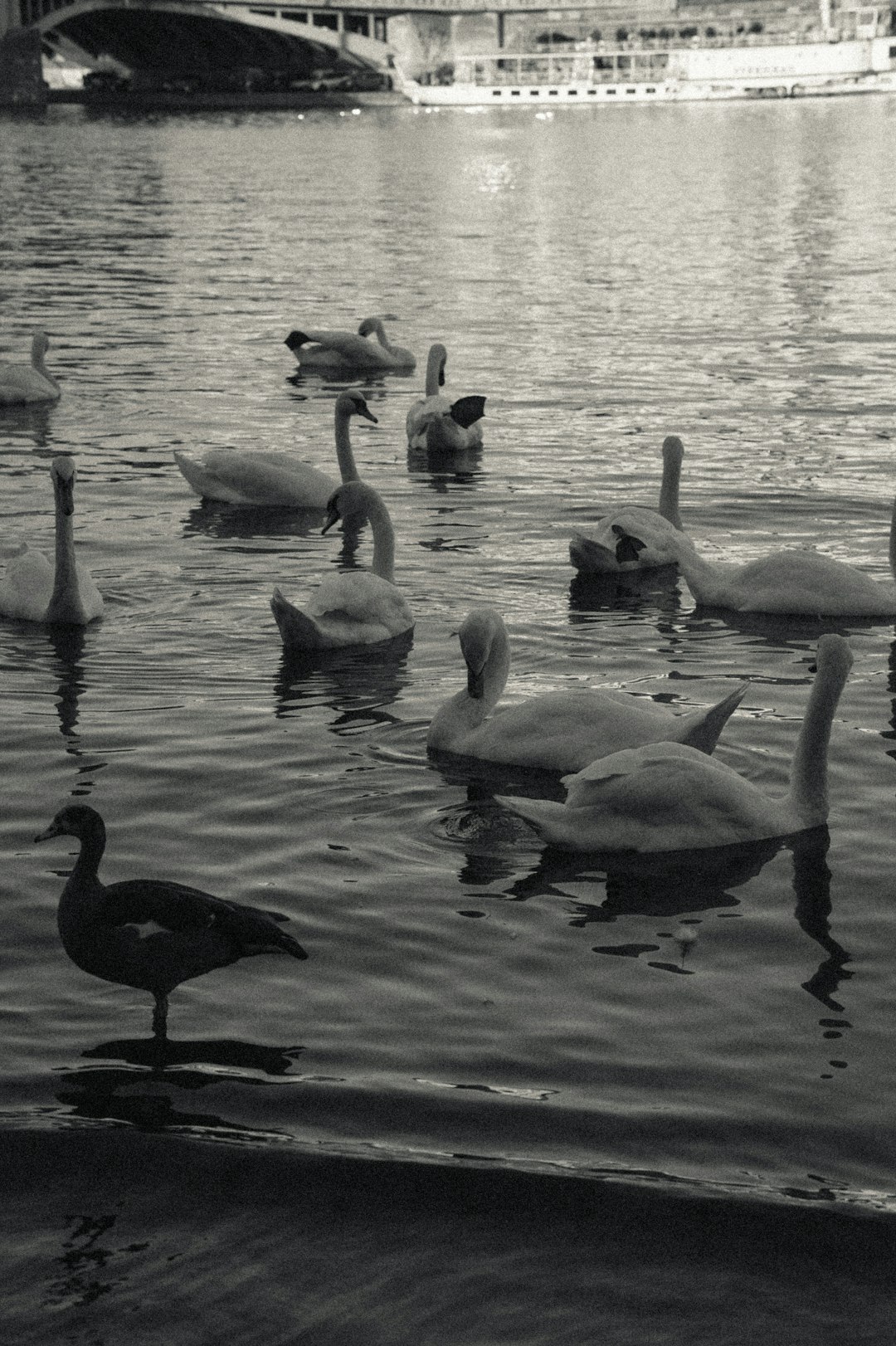 flock of geese on water