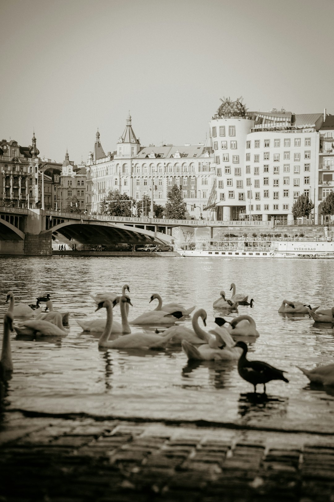 flock of swans on water near bridge
