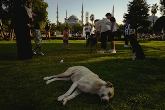 A colorful playful scene with children and pets enjoying a sunny day in a park.
