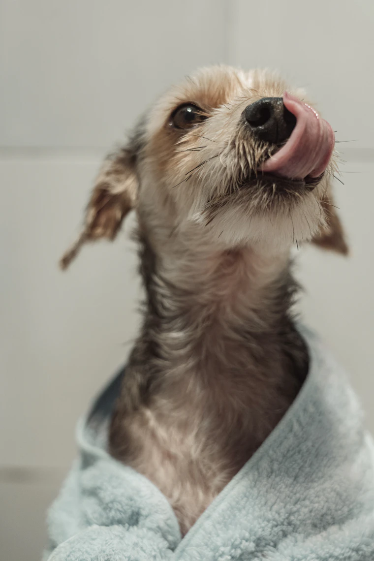 A damp yorkshire terrier wrapped in a pale blue towel licking its nose