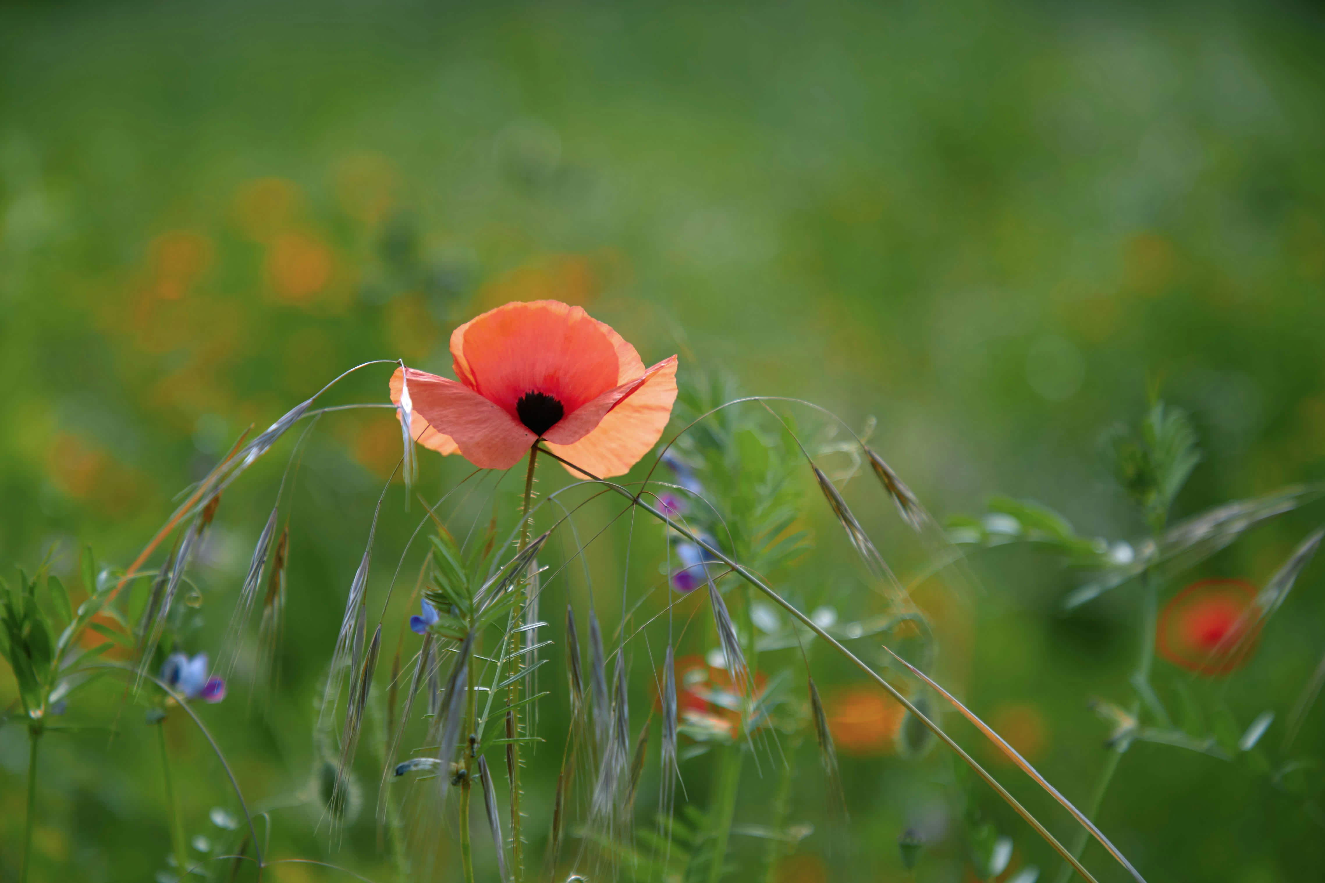 Photo by godisopensource