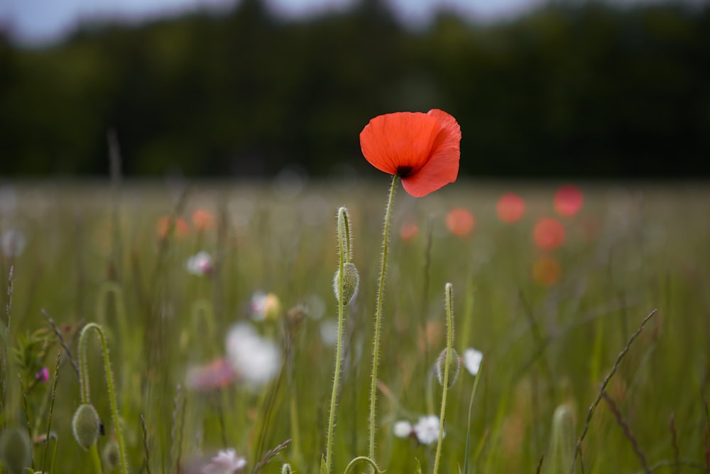 red poppy in bloom during daytime