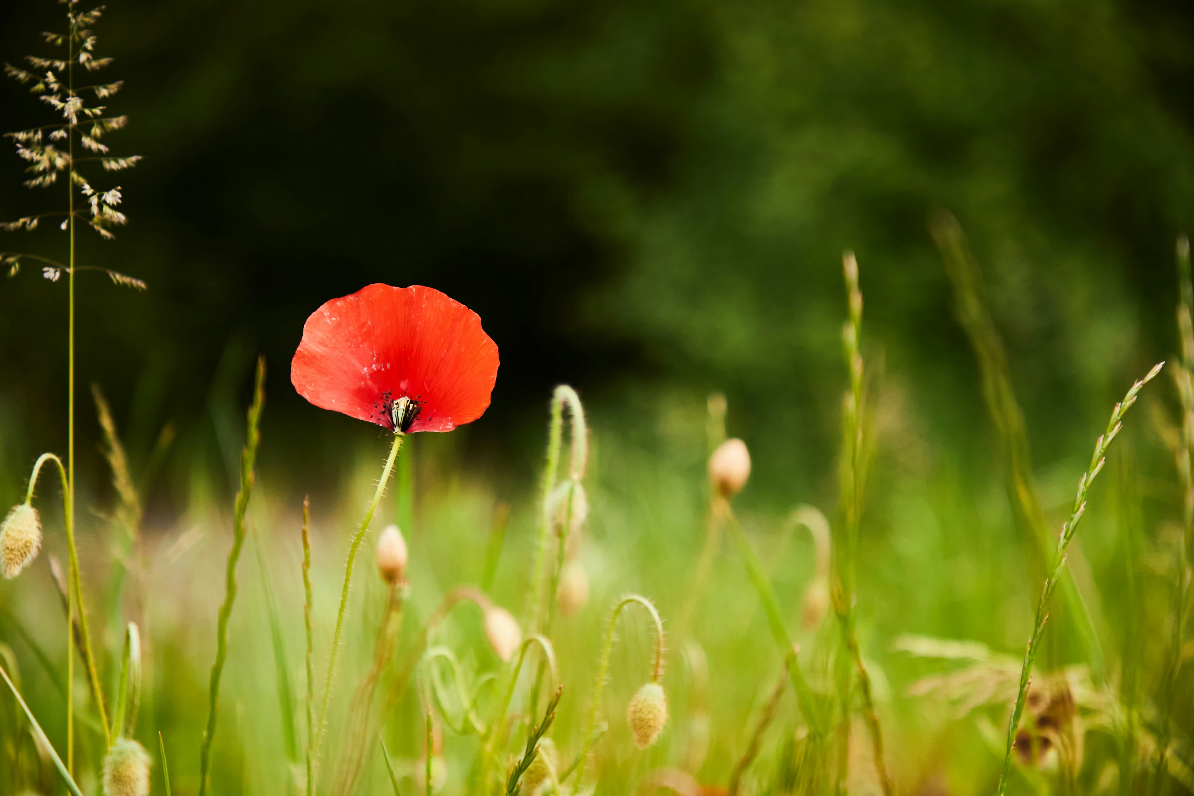 Photo by godisopensource