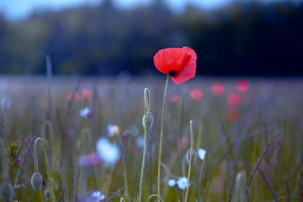 red poppy in bloom during daytime