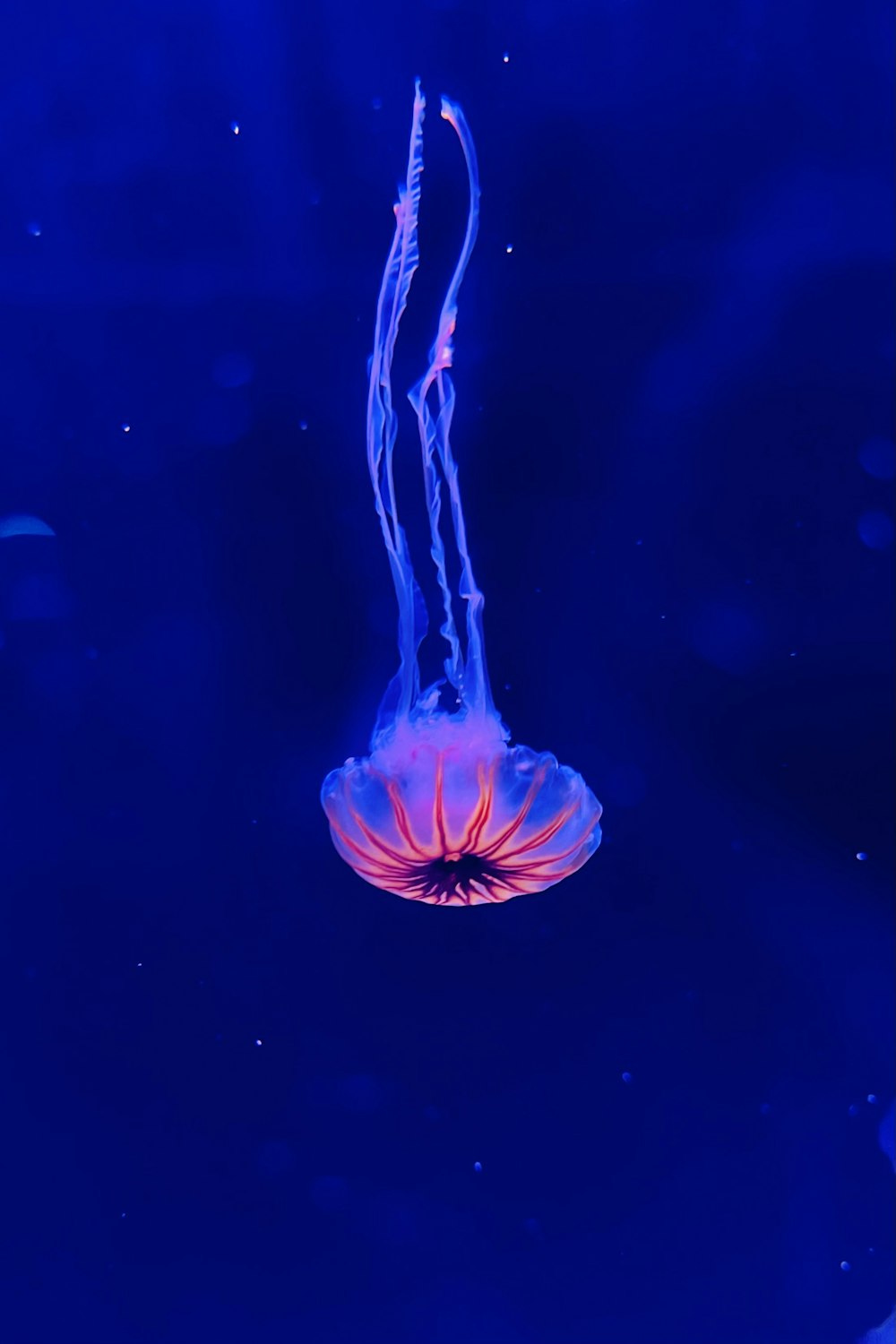 blue and white jelly fish