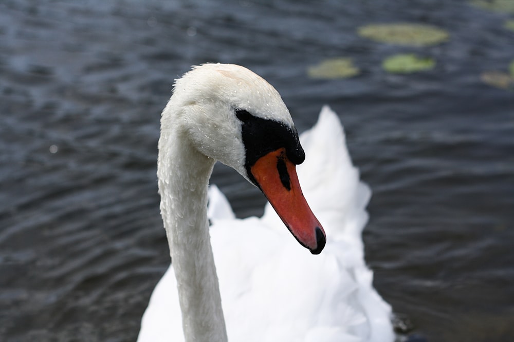 white swan on water during daytime