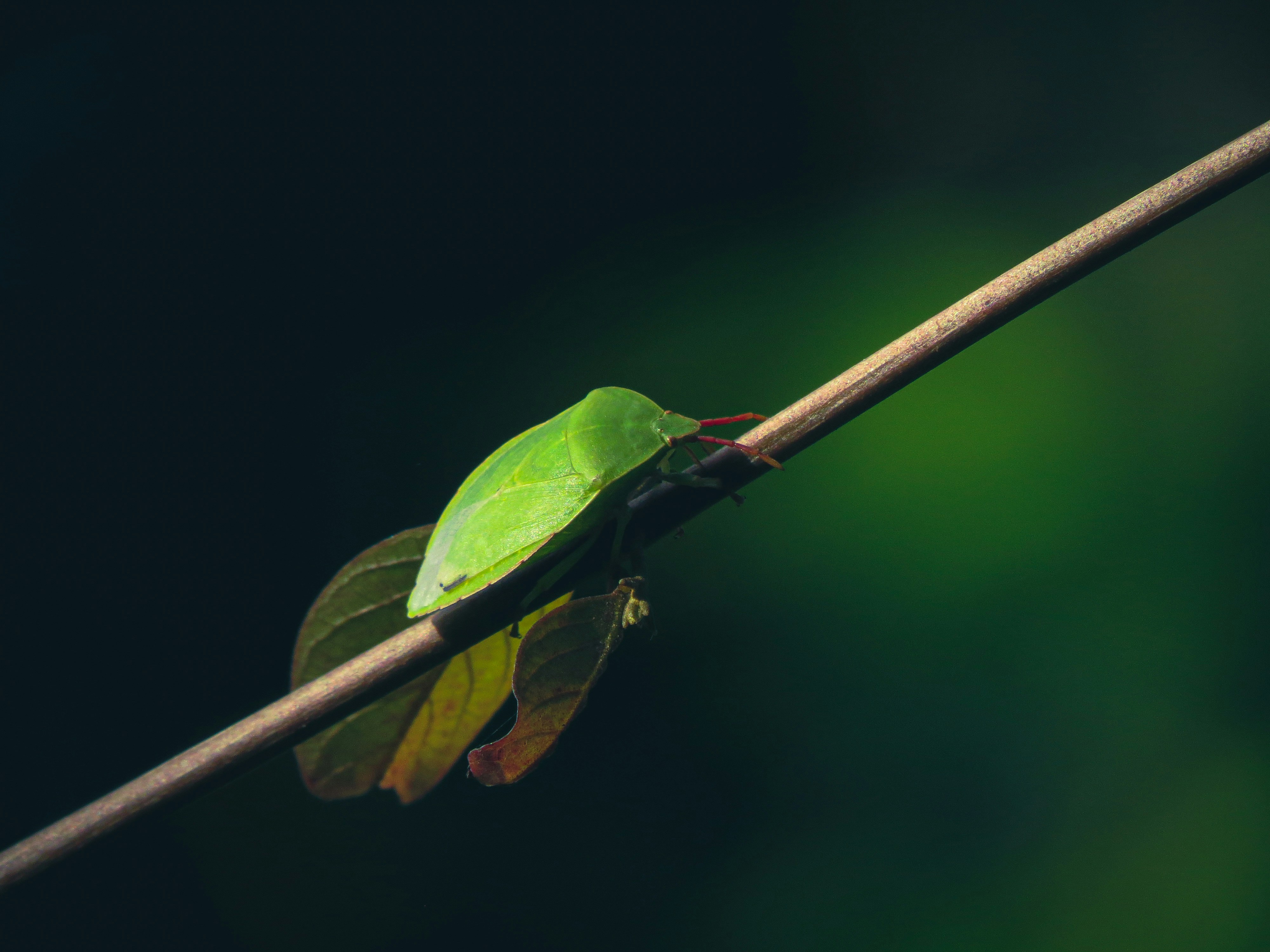 Photo by anandramavath_786