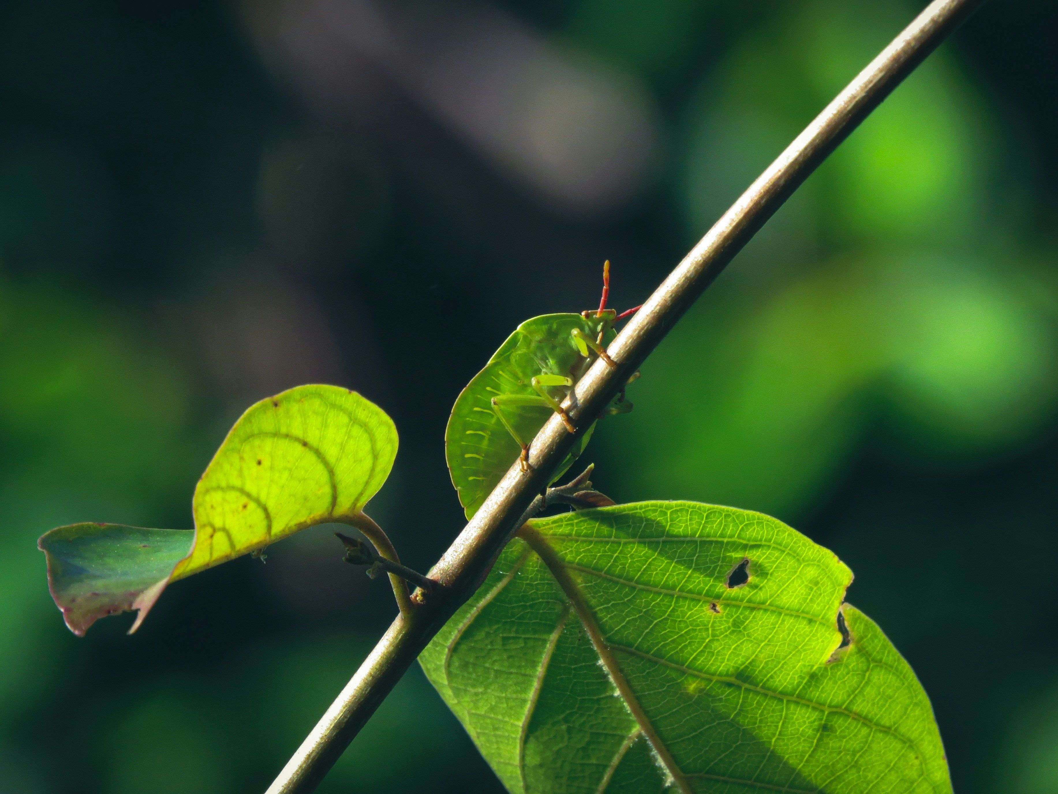 Photo by anandramavath_786