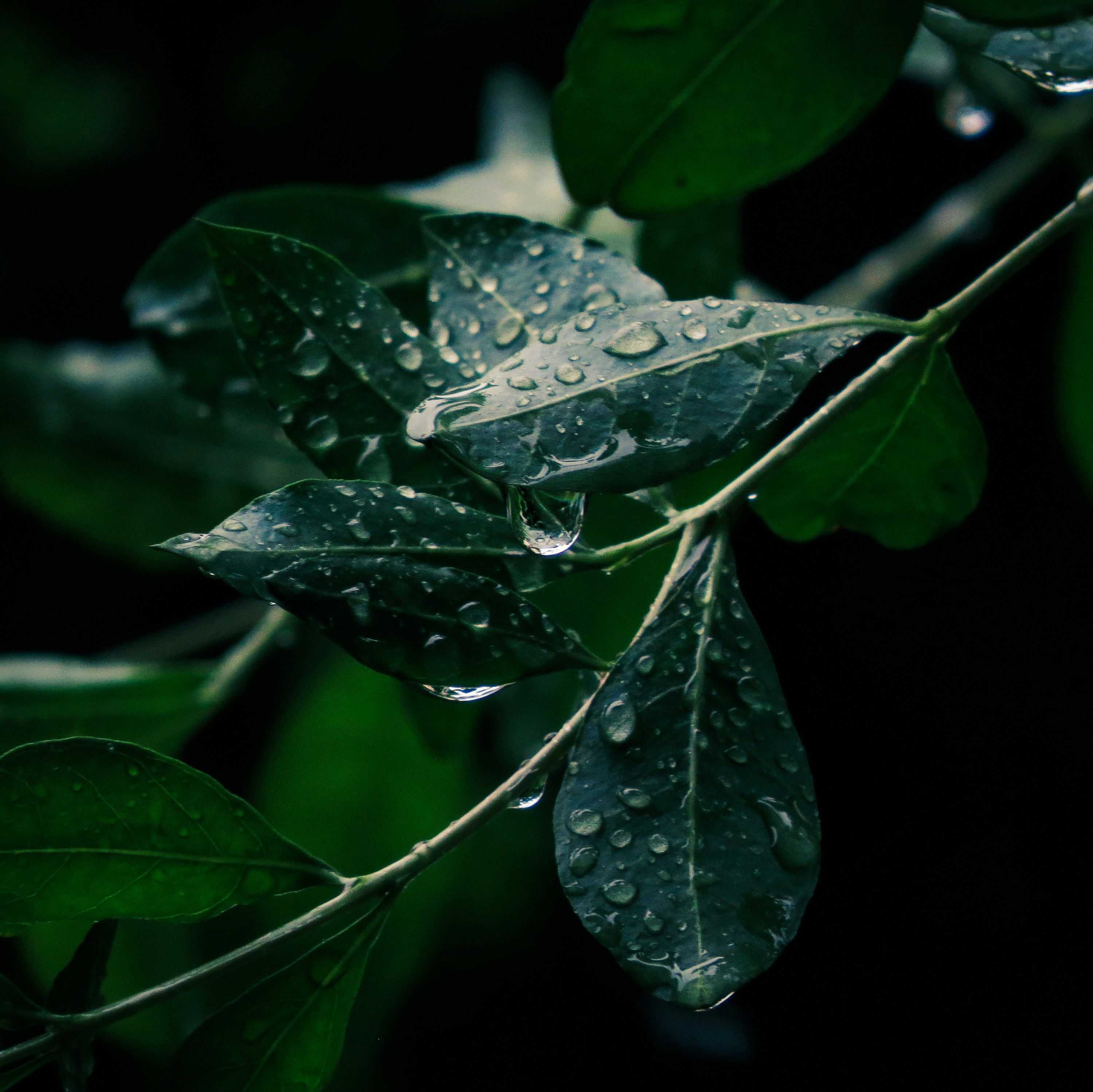 Photo by anandramavath_786