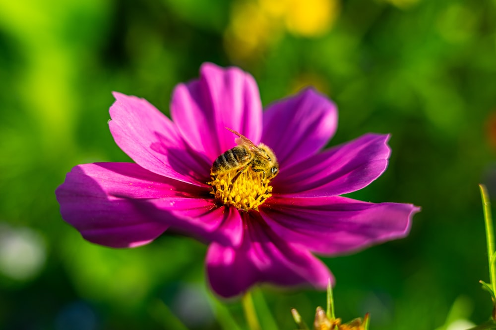 pink flower in tilt shift lens