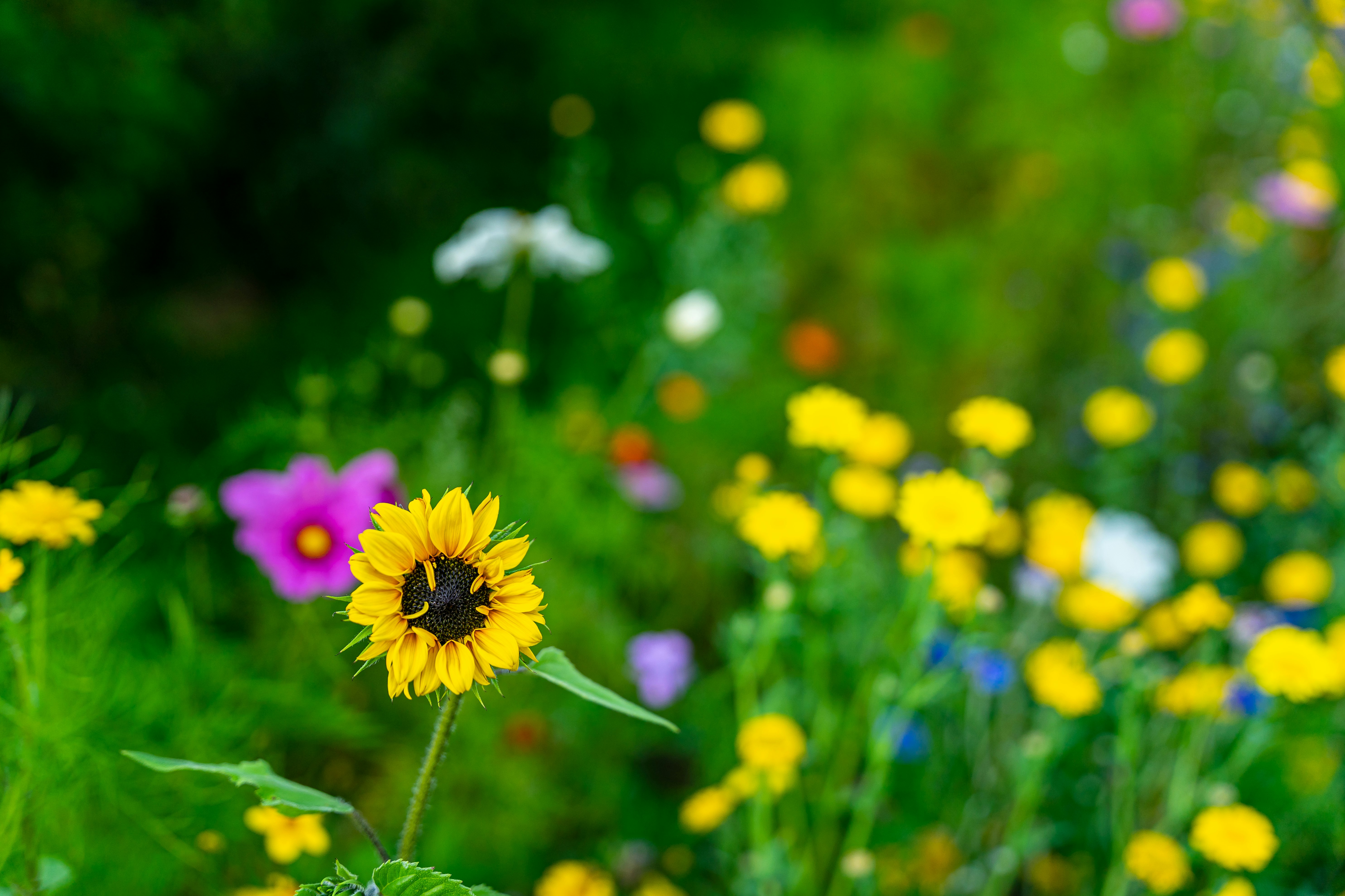 purple and yellow flower in tilt shift lens