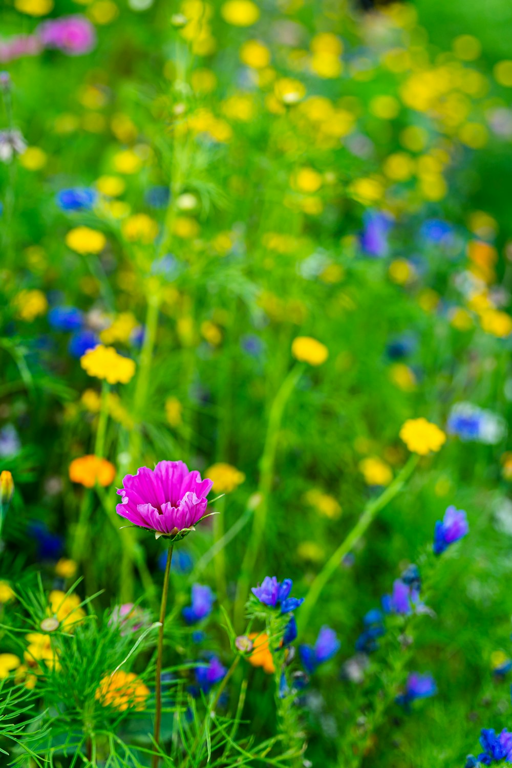 purple flower in the field