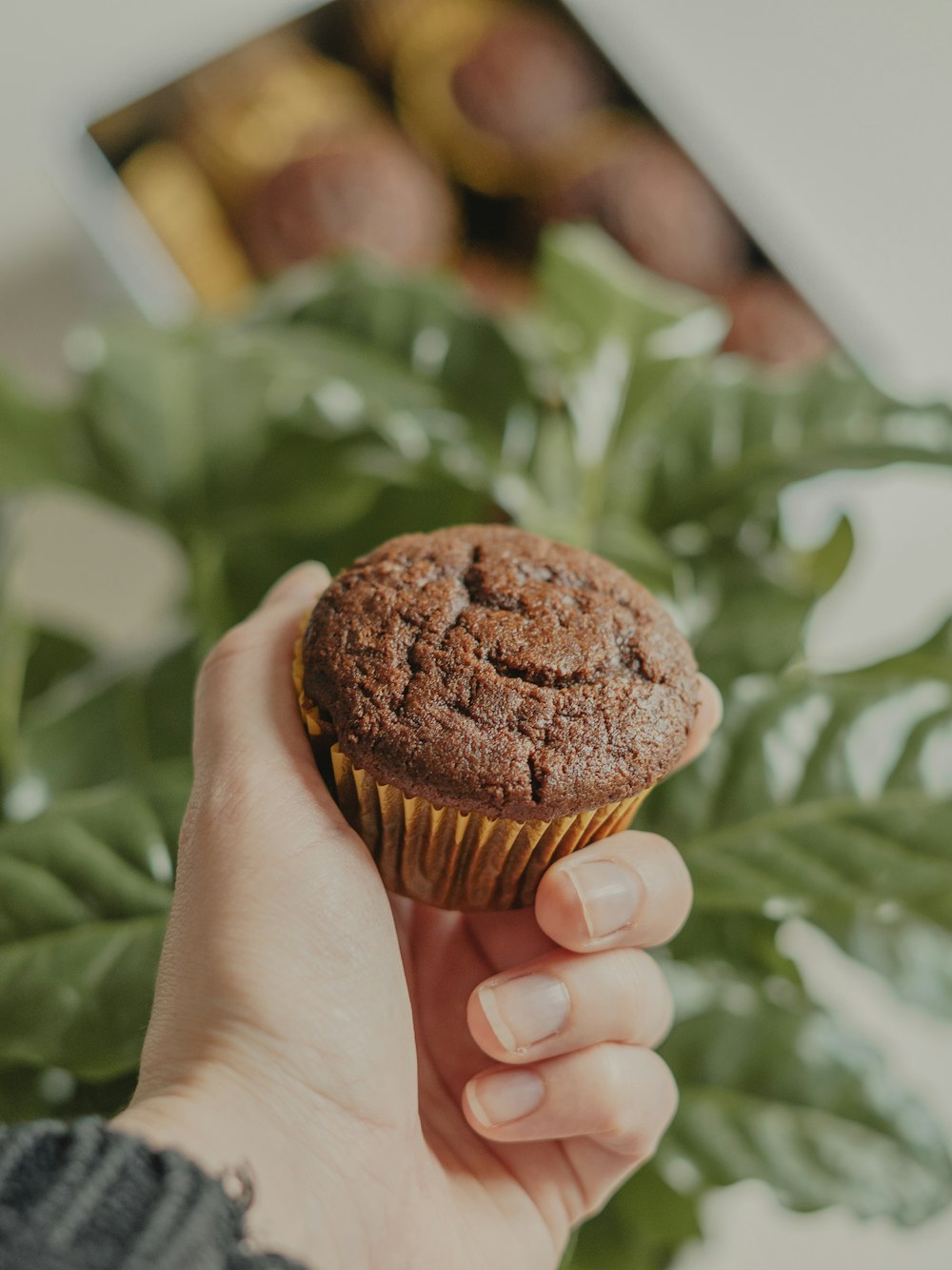 person holding chocolate cupcake with chocolate chip on top