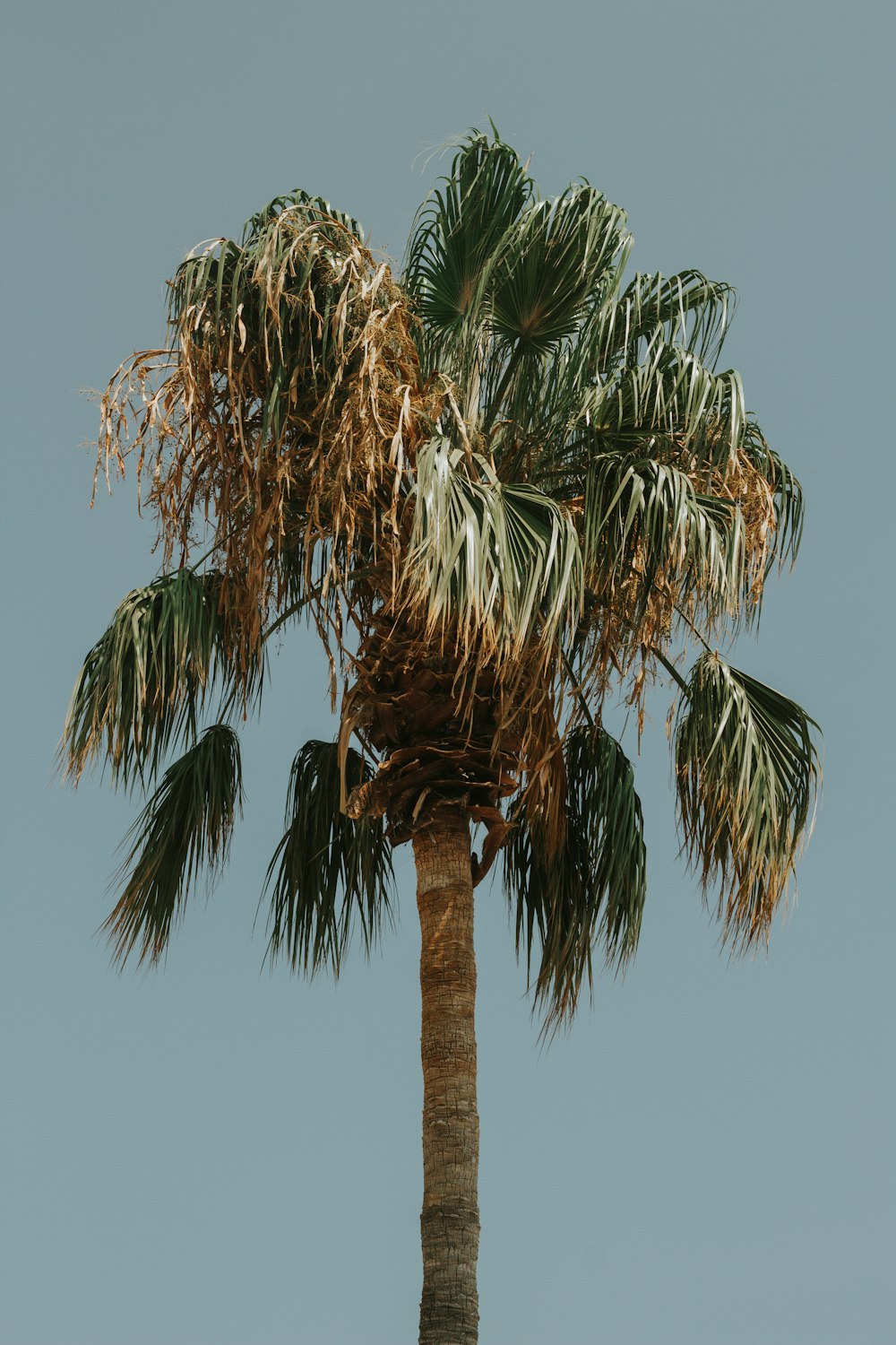 green palm tree under blue sky during daytime