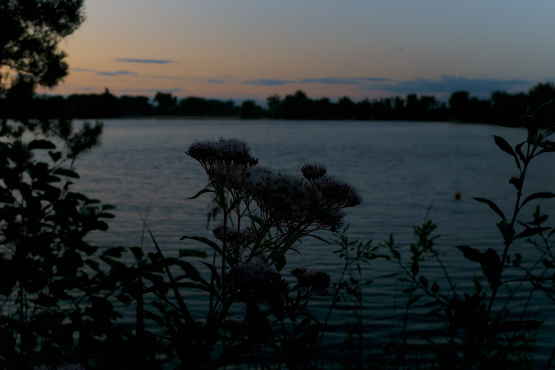 silhouette of plants near body of water during sunset