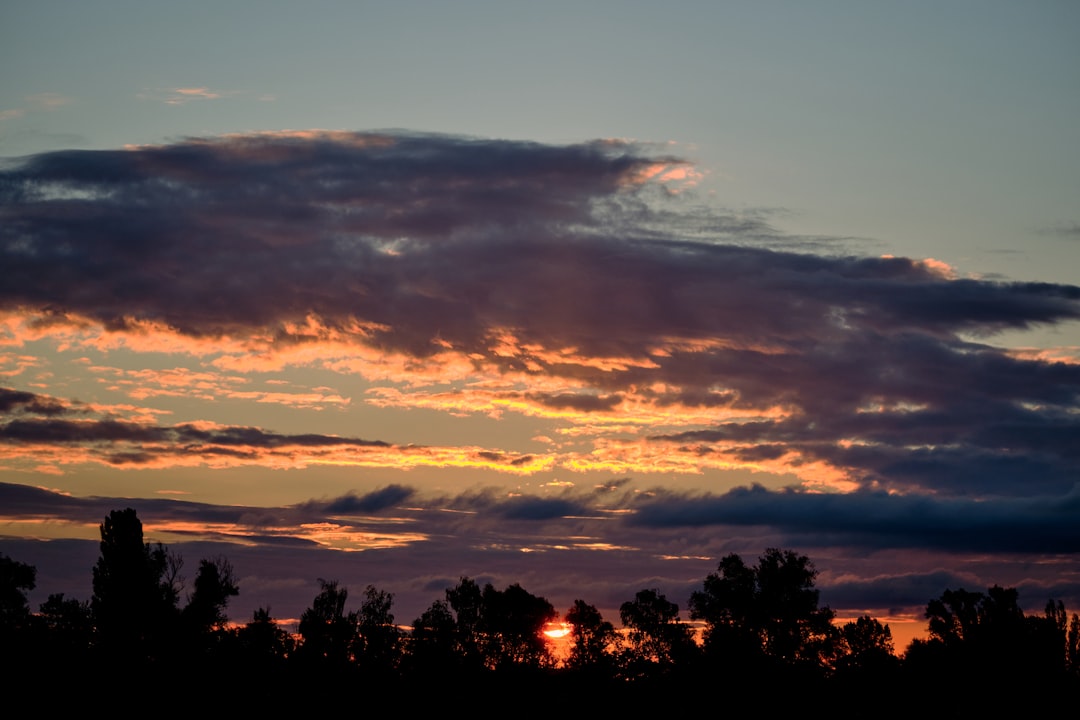 silhouette of trees during sunset