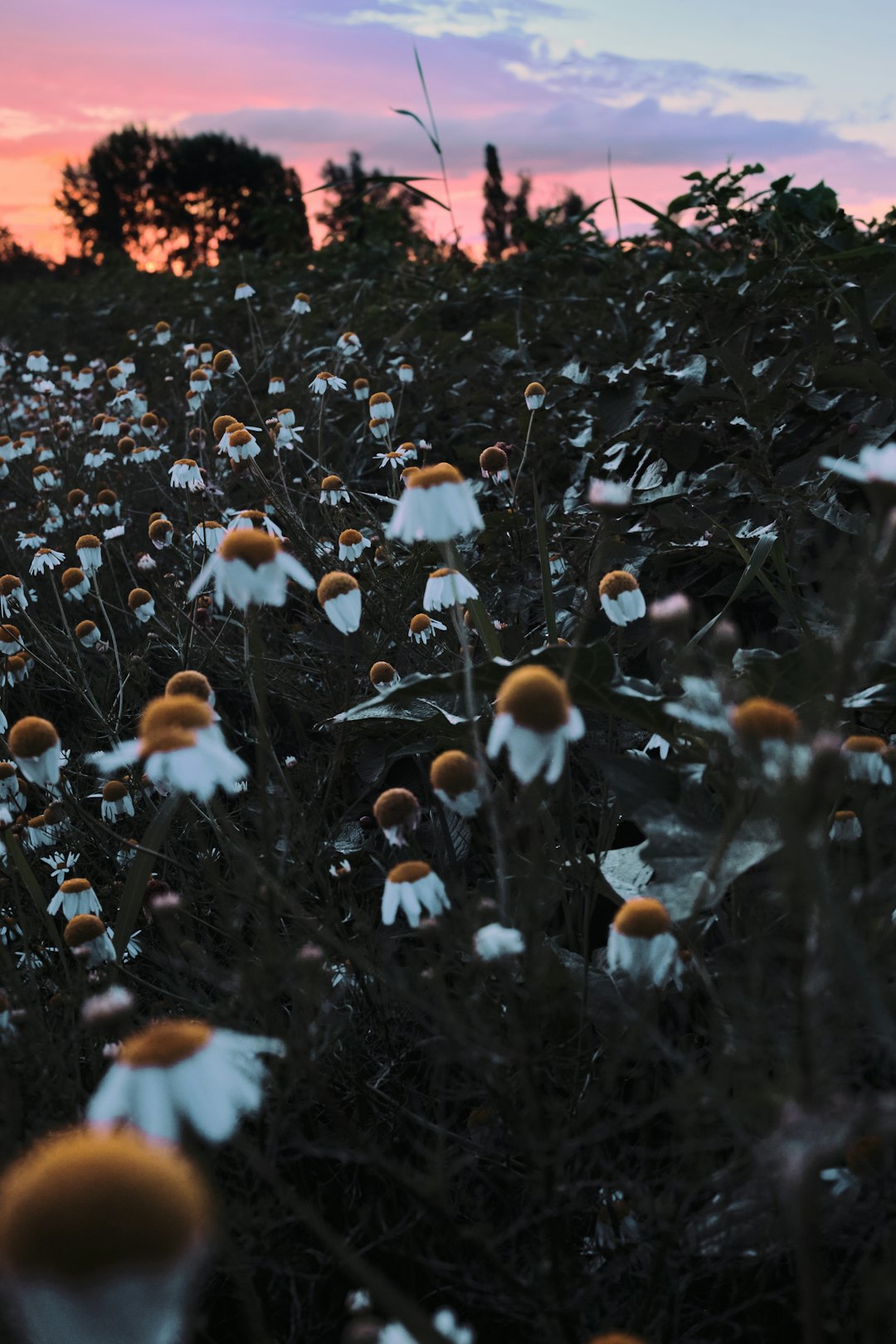 white and orange flowers during daytime