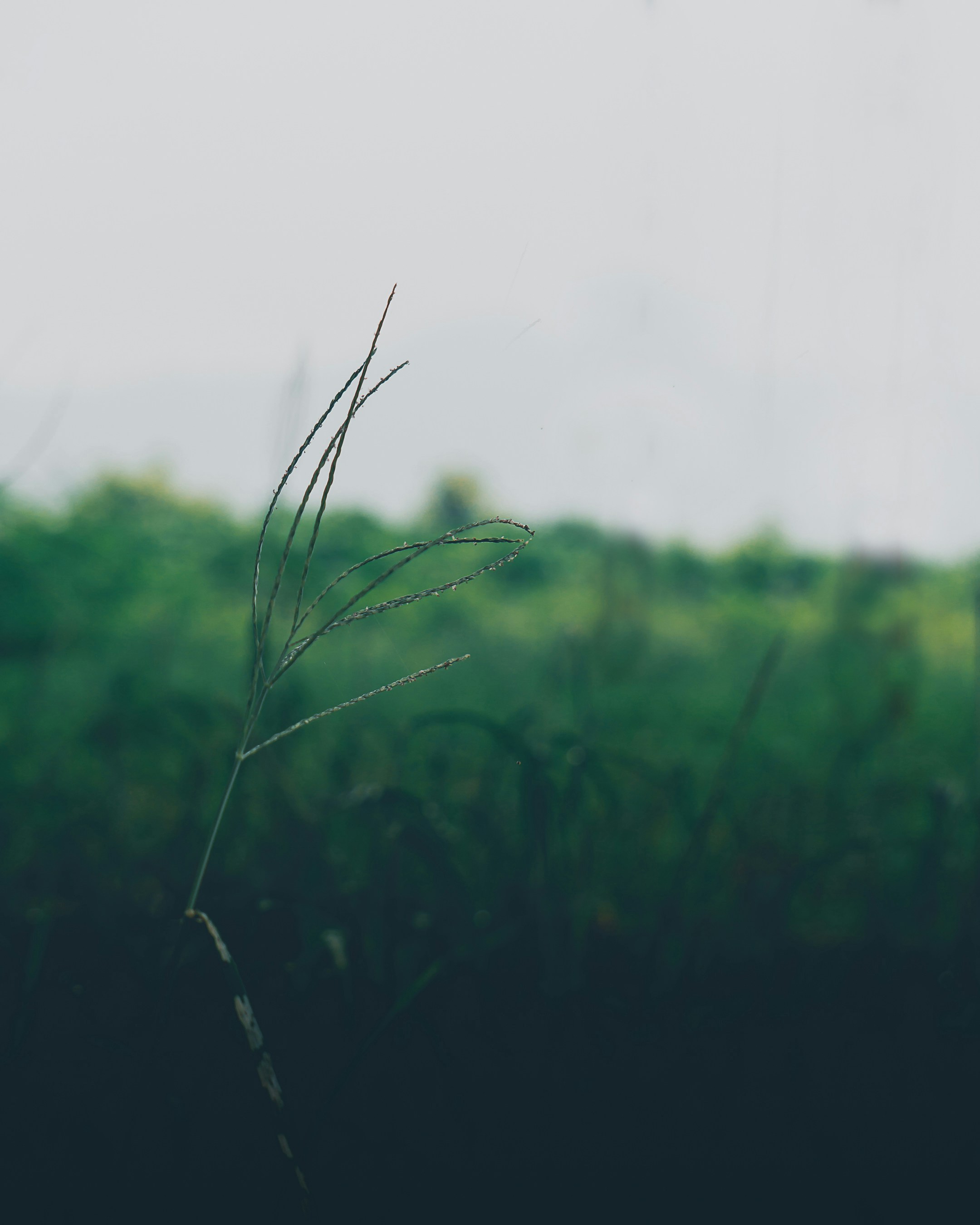 Photo by shubhamdodiya_