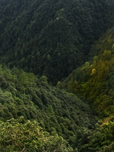A vast expanse of dense, green forest covers rolling hills. The vegetation is lush, with varying shades of green indicating a rich diversity of trees and plants. The landscape appears untouched and natural, evoking a sense of tranquility and seclusion.