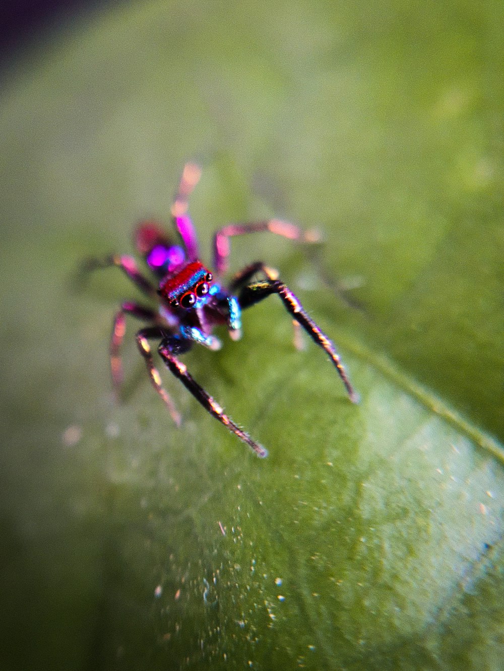blue and black spider on green leaf in macro photography