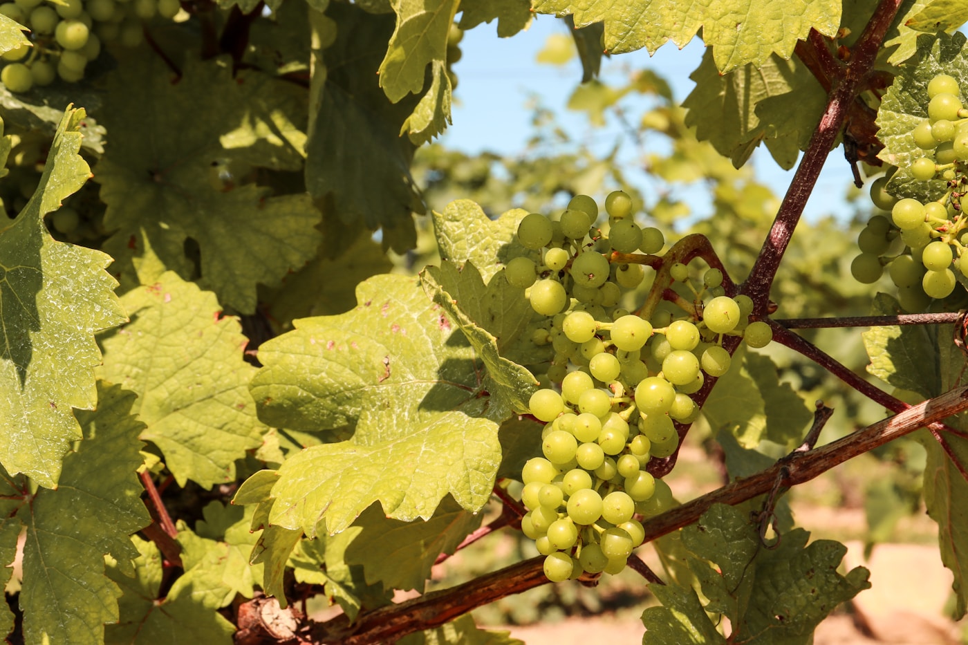 Niagara Wine Country & the Beamsville Bench, Grimsby