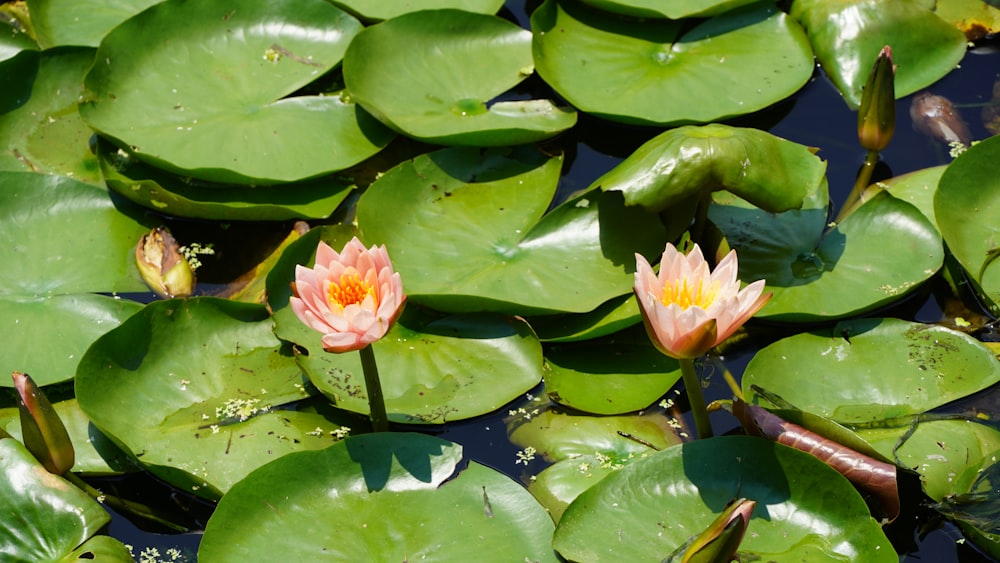 pink lotus flower on water