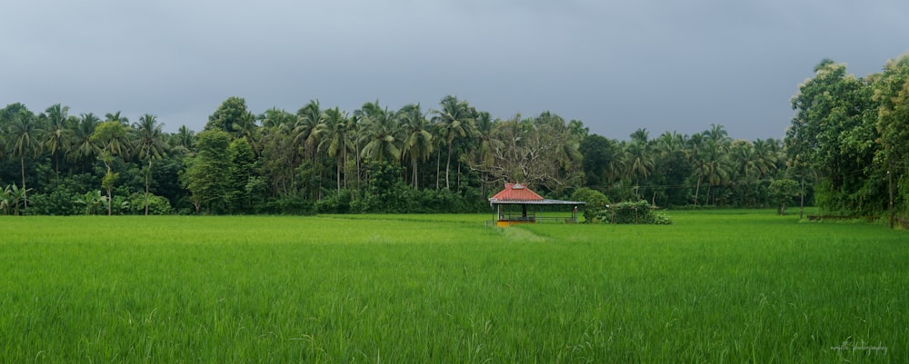 brown wooden house on green grass field during daytime