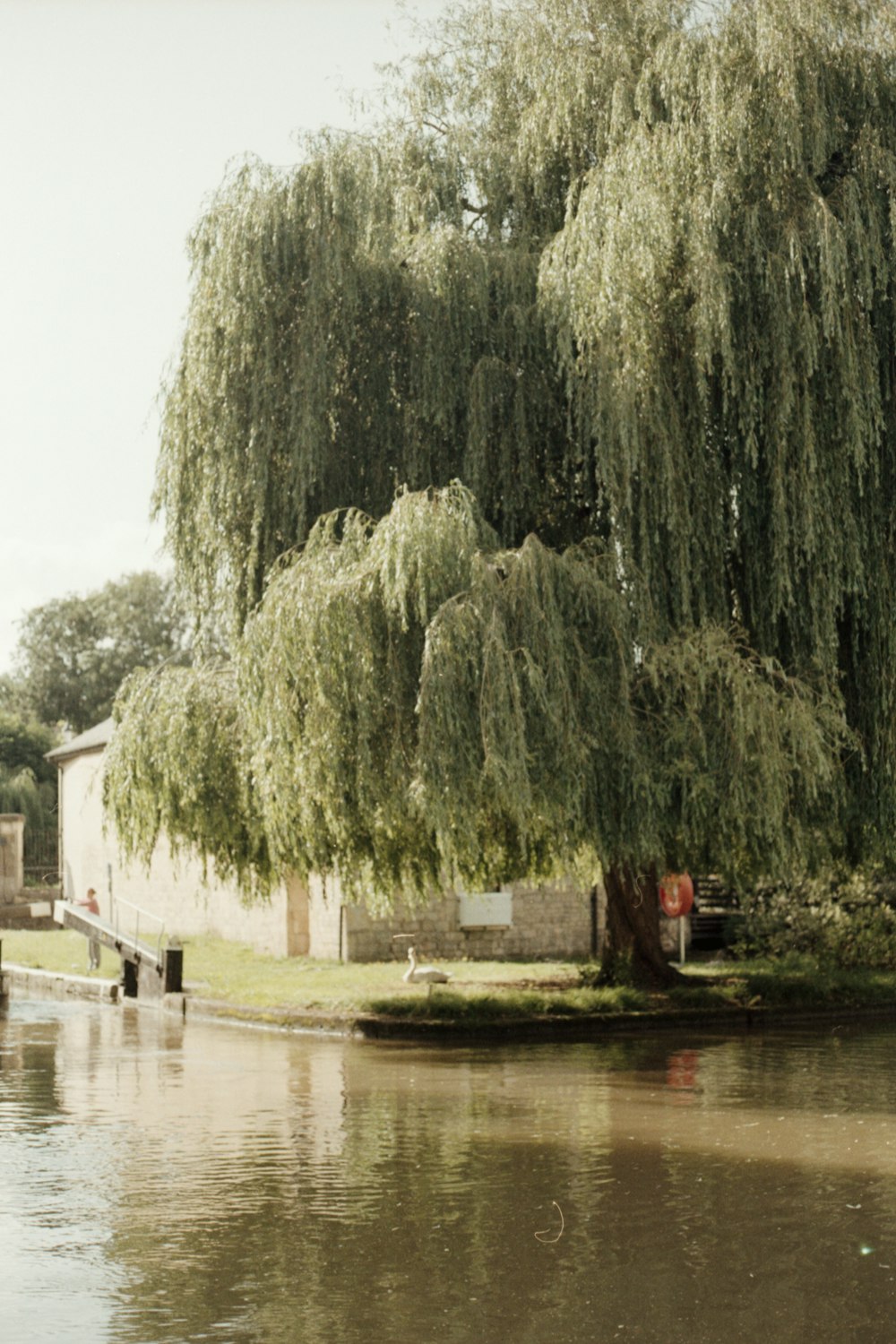 green trees near body of water during daytime