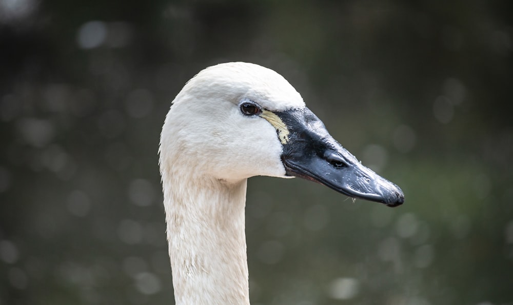 white swan in close up photography