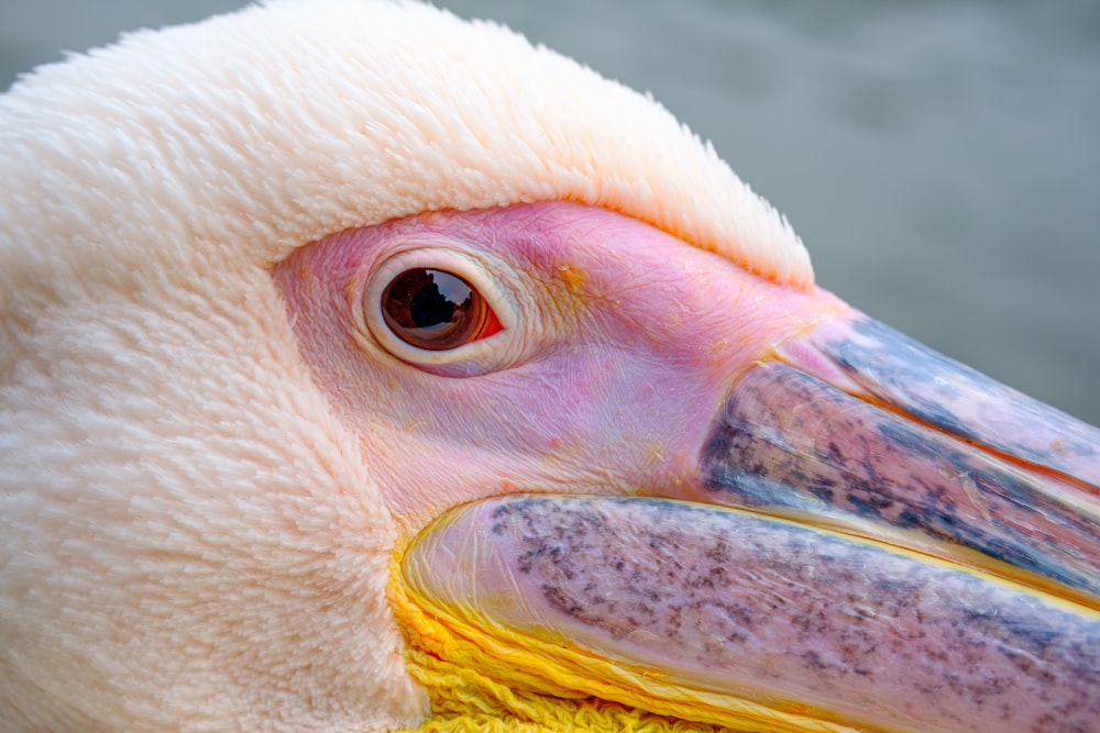 white pelican in close up photography
