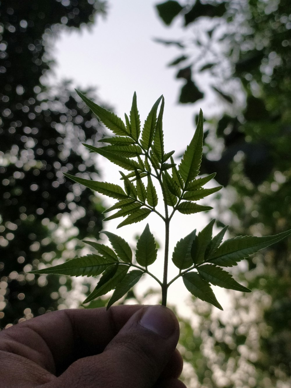 person holding green leaf plant