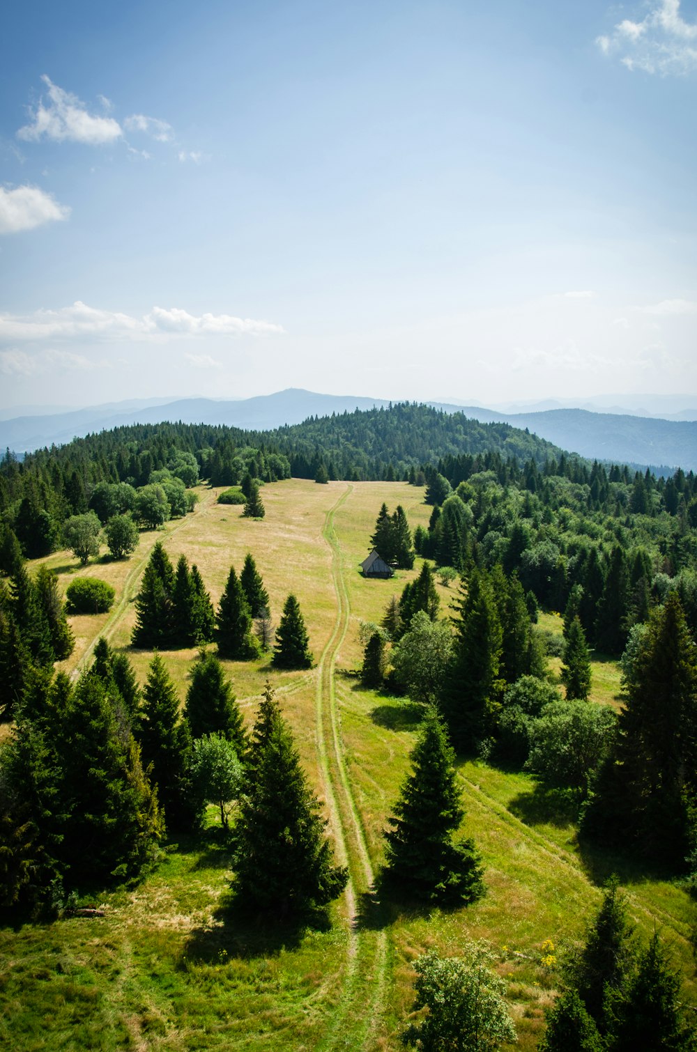 green pine trees under white clouds and blue sky during daytime