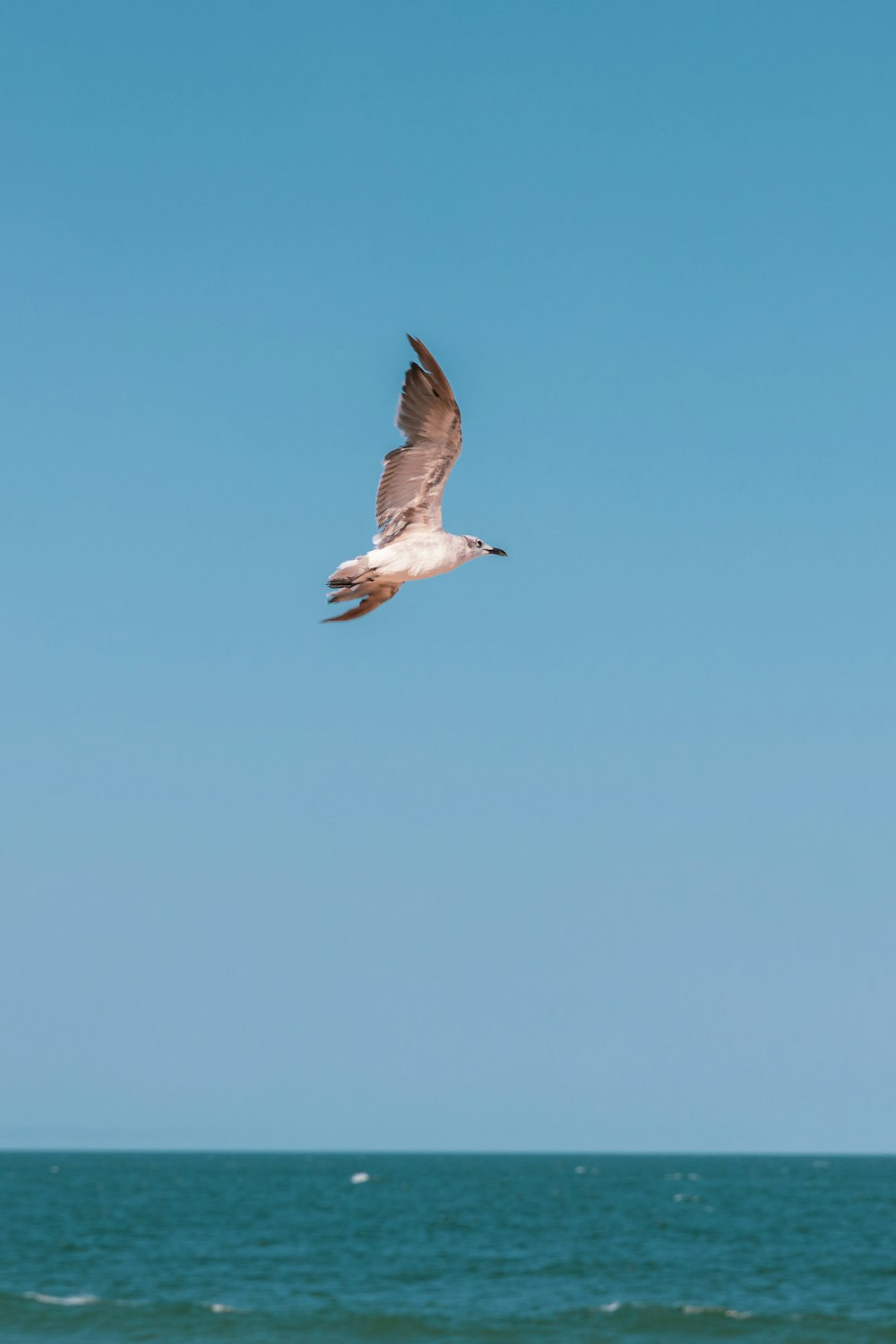 white and black bird flying during daytime