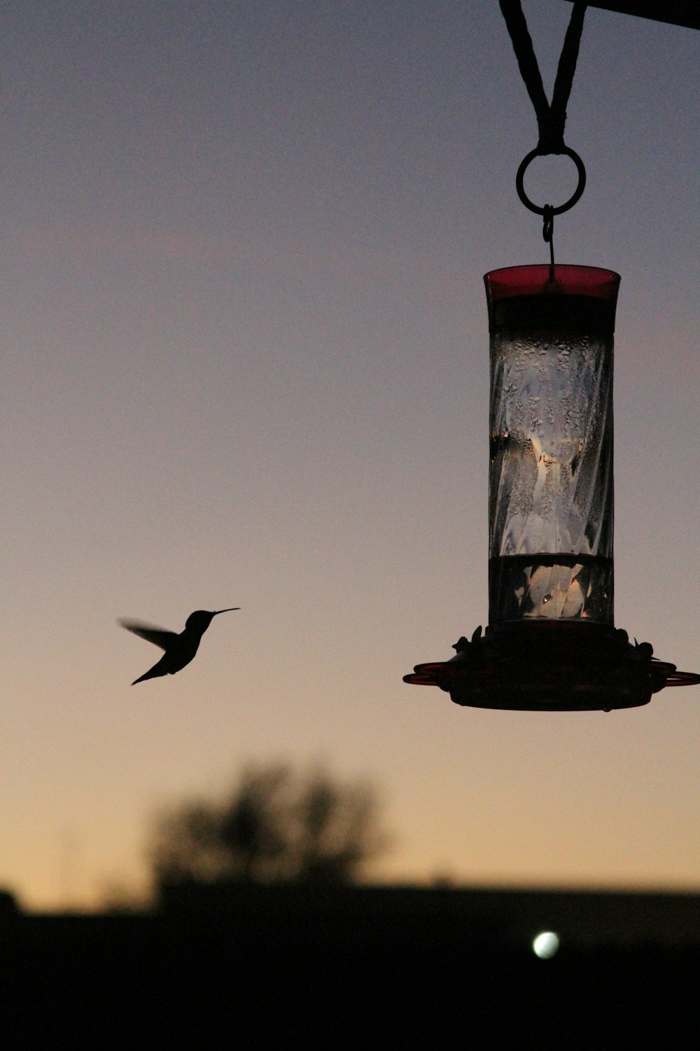 silhouette of bird on red bird feeder