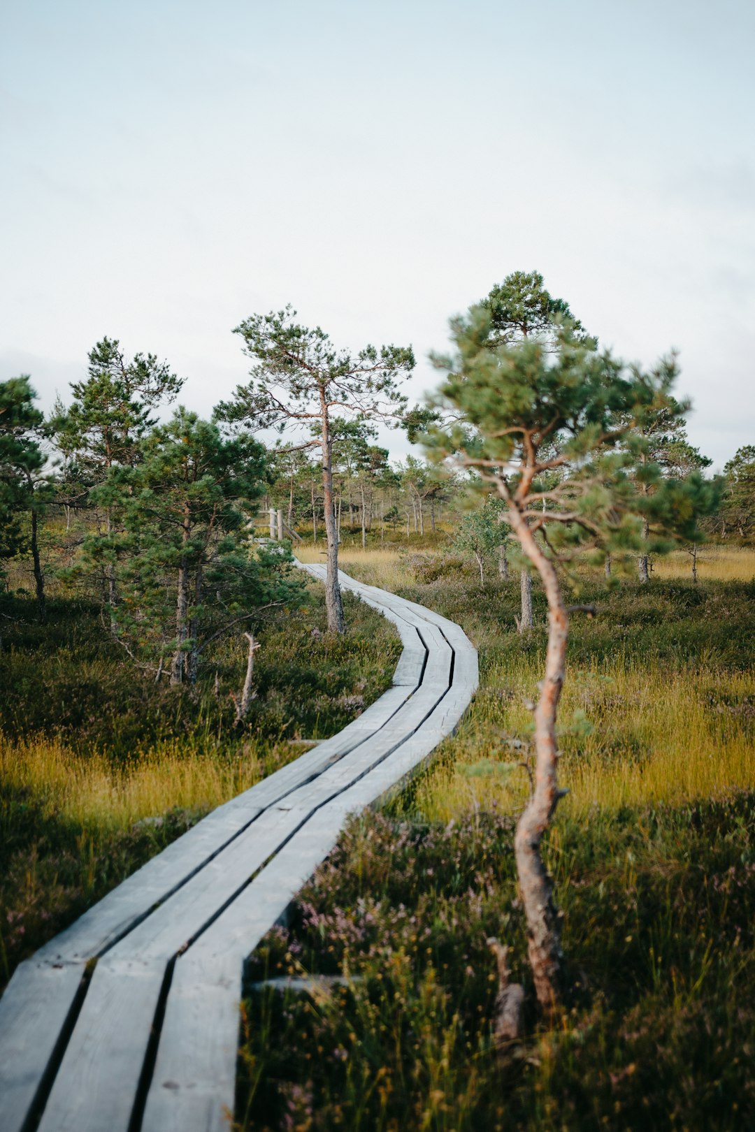 gray wooden pathway between green grass and trees during daytime