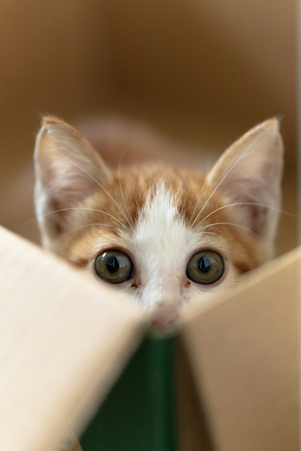 orange tabby cat on brown cardboard box