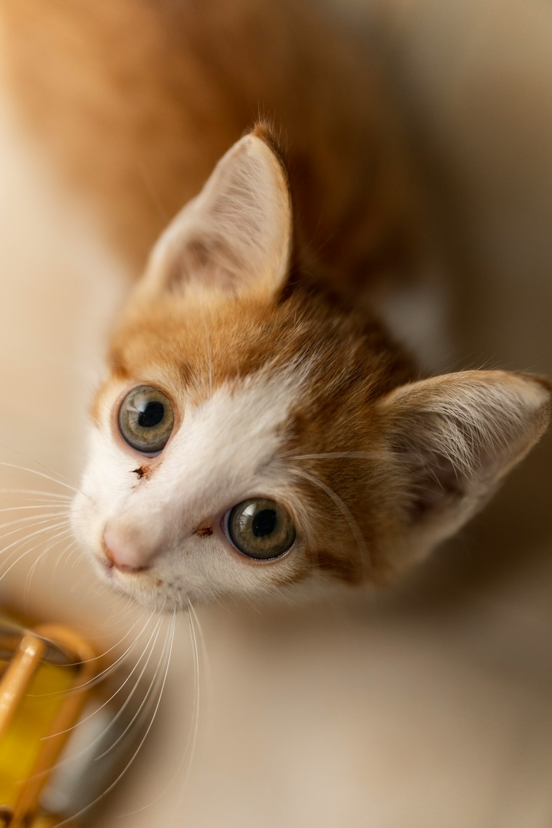 orange and white tabby cat