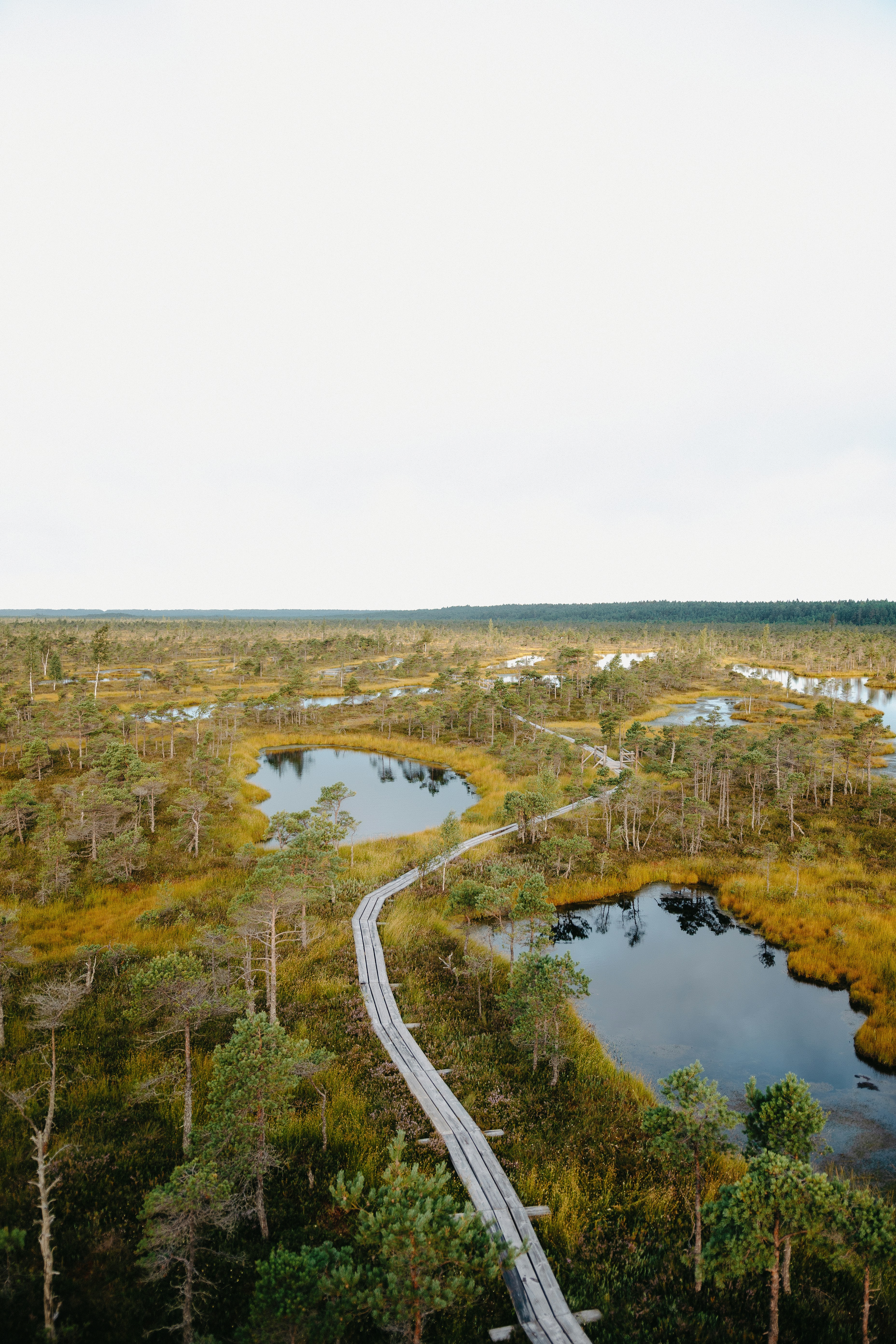 aerial view of green trees and river during daytime