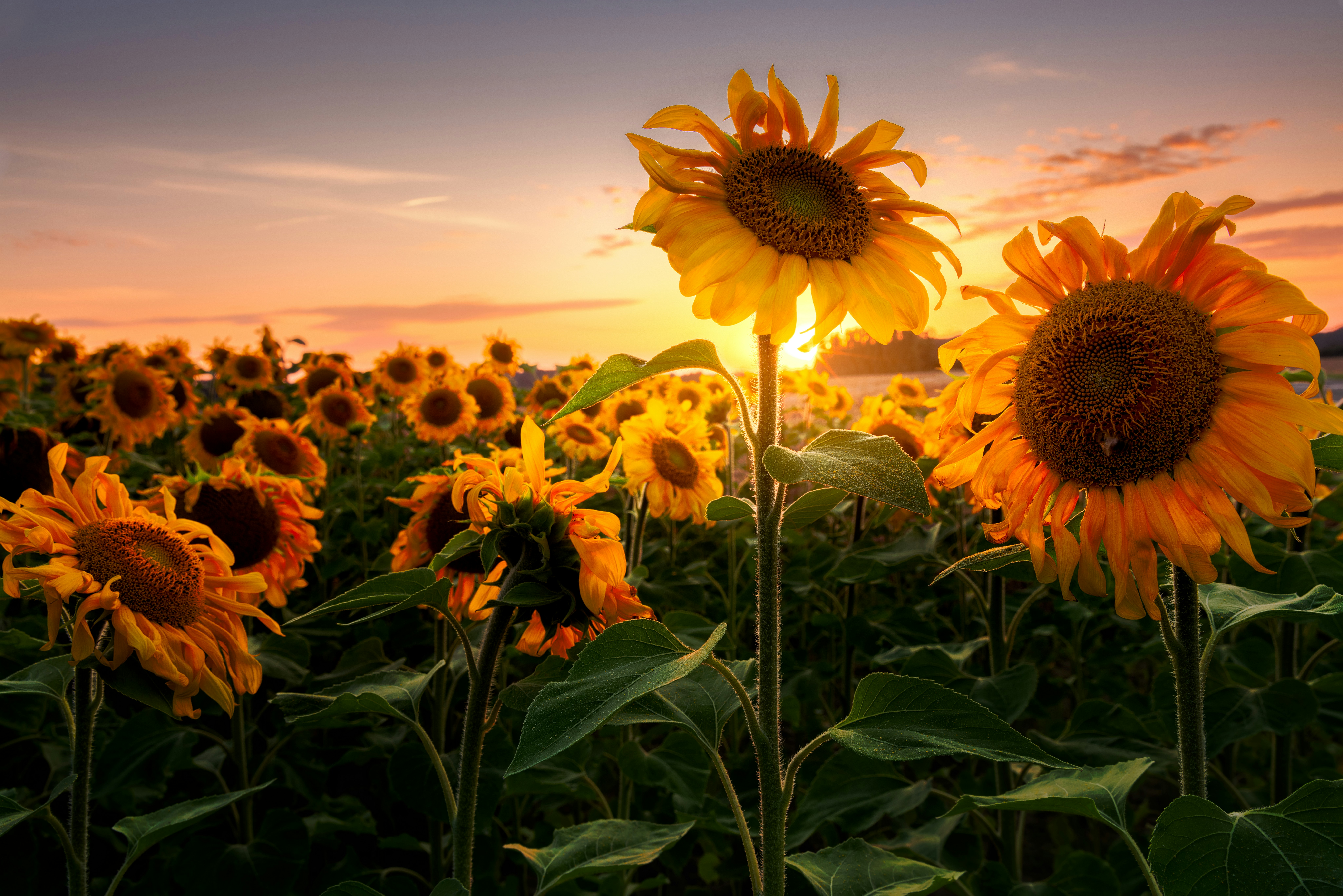 sunflower field under blue sky during daytime