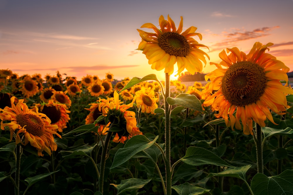 Campo de girasoles bajo el cielo azul durante el día